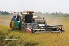 Farmers in Ca Mau province use combine harvesters to harvest rice. (Photo: VNA)