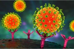 Vietnam reports no Nipah virus cases, health sector on high alert