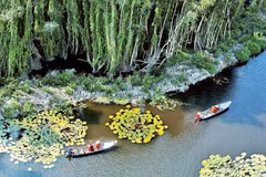 Tourists visit the cajuput forest in Dong Thap Muoi in Long An province (Source: nhandan.vn)