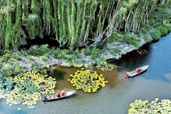 Tourists visit the cajuput forest in Dong Thap Muoi in Long An province (Source: nhandan.vn)