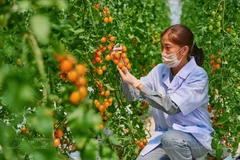 High technology application is being promoted in farming (Photo: VNA)