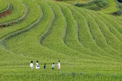 Terraced fields in Mu Cang Chai, one of the top tourist destinations in the northwestern region. (Photo: VNA)