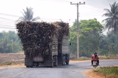 Thai sugar industry urged to adapt amid emerging challenges