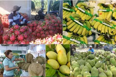 Vietnam earns over 7 billion USD from fruit and vegetable exports in the first ten months of this year, up 14% year on year (Photo: VNA)
