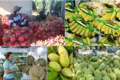 Vietnam earns over 7 billion USD from fruit and vegetable exports in the first ten months of this year, up 14% year on year (Photo: VNA)