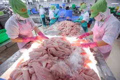 Workers sort and freeze Tra fish fillets for export at the processing plant of Go Dang JSC in former Tien Giang province (now part of Dong Thap province). (Photo: VNA)