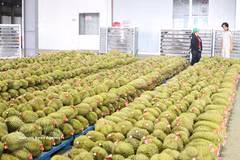 Dong Nai plans to achieve a durian production target of 360,000 tonnes by 2030. (Photo: VNA)