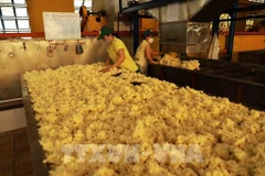 Workers process rubber for export at the Phu Rieng Company's factory. (Photo: VNA)