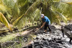 Farmers apply alluvial silt to a coconut orchard to help retain soil moisture and cope with drought and saltwater intrusion. (Photo: VNA)