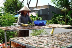 Trinh Thi Nhu Hoa, a resident of Thuong Phuoc commune, Dong Thap province starts her business producing various types of dried freshwater fish (Photo: VNA)