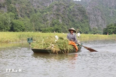 A boat on the Ngo Dong River in Ninh Binh province (Photo: VNA)