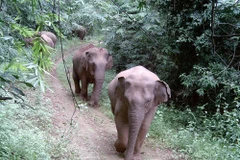 The Dong Nai elephant herd is photographed by the Humane World for Animals organisation's camera traps. (Photo: VNA broadcasts)