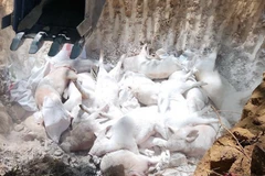 Since the beginning of this year, over 514 outbreaks have been reported in 28 out of 34 provinces and cities, with more than 30,000 pigs infected, killed or culled. (Illustrative photo: VNA)