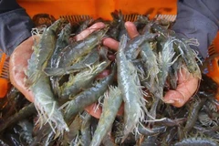 This export is the second shipment since the Indonesian government ensured that Indonesian shrimp products meet international radiation safety standards.(Illustrative photo - source: en.tempo.co)