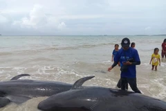 Indonesian authorities rescue 34 stranded pilot whales