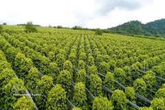 A pepper farm in Gia Lai province (Photo: VNA)