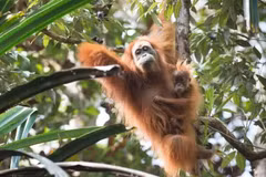 Indonesia establishes sanctuary for endangered endemic orangutans