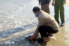 The turtle is released into the wild (Photo: VNA)