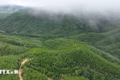 From 14.9 million hectares of forests, Vietnam’s potential is estimated at around 70 million tonnes of carbon credits (Photo: VNA)