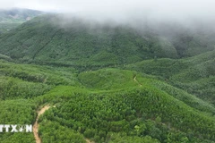 From 14.9 million hectares of forests, Vietnam’s potential is estimated at around 70 million tonnes of carbon credits (Photo: VNA)