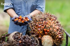 Thailand tightens crude palm oil export controls