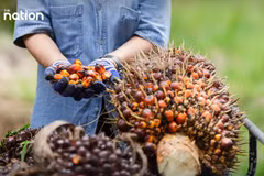 Thailand tightens crude palm oil export controls