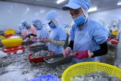 Processing shrimp for export in Dak Lak province (Photo: VNA)