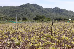 Grape farming in the southern areas of Khanh Hoa province. (Photo: VNA)