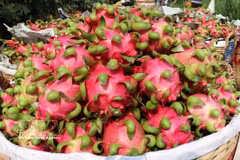 Cho Gao dragon fruit of Dong Thap province granted collective trademark protection by the Intellectual Property Office of Vietnam (IPO). (Photo: VNA) 