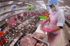 Workers process pangasius for export at a factory of the Go Dang Tien Giang JSC in Dong Thap province. (Photo: VNA)