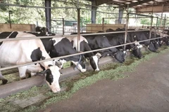 Large-scale cattle farming causes more greenhouse gas emission. (Photo: baodantoc.vn)