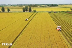 High-quality low-carbon rice farming in Dong Thap province. (Photo: VNA)