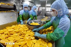 Workers process agricultural products for export (Photo: VNA)