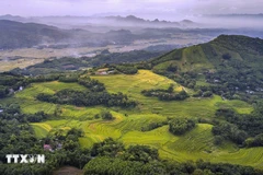 Mien Doi terraced fields in Thuong Coc, Phu Tho (Photo: VNA)