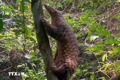 Sunda pangolins (Manis javanica), also known as the Javan pangolin, are listed in Group IB – critically endangered and strictly protected from all commercial exploitation (Photo: VNA)