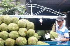 Vietnam’s durian exports to China reach only 35,000 tonnes valued at around 130 million USD in the first four months of this year. (Photo: VNA)