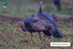 Cambodia steps up efforts to protect endangered wildlife