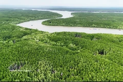 Vietnam expands coastal forests to bolster green growth