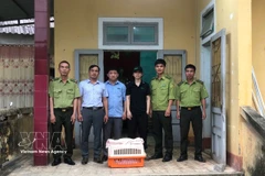 The People’s Committee of Dakrong commune in the central province of Quang Tri, in coordination with the Dakrong Forest Protection Station hand over a small-clawed otter to the Cuc Phuong National Park and the Wildlife Rescue Centre in Vietnam (Photo: VNA)