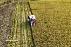Farmers harvest the 2025 Winter–Spring rice crop in An Giang province. (Photo: VNA)