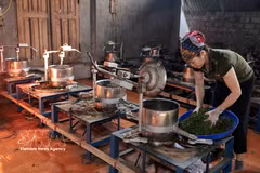 Lien Minh Agricultural Cooperative in Thai Nguyen province, provides stable employment for hundreds of its members. (Photo: VNA)