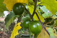 Indonesia identifies new spiny eggplant species from Kalimantan