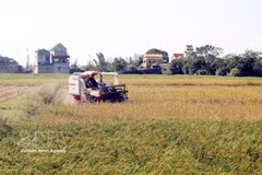Rice harvest in Xuan Giang commune, Ninh Binh province. (Photo: VNA)