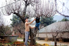 A gardener in Da Bac commune, Phu Tho province, tends peach trees for Tet. (Photo: VNA)