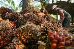 A worker collects oil palm fruit bunches at a PT Perkebunan Nusantara IV plantation in Deli Serdang, North Sumatra, Indonesia. The government is preparing to implement the mandatory 50% biodiesel (B50) programme in 2026 to stop diesel import. (Photo: Antara)