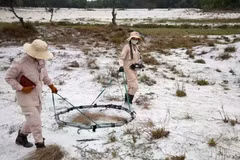 A bomb and mine clearance activity in Quang Tri province. (Photo: VNA)