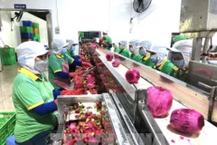 Workers process fruits for export. (Photo: VNA)