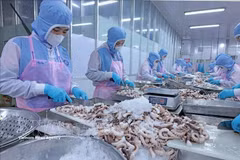 Workers process octopus for export to the Japanese market at Huy Nam Company in An Giang (Photo: VNA)