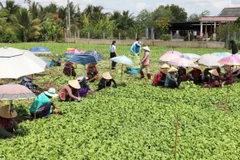 The National Statistics Office under the Ministry of Finance will conduct a nationwide rural and agricultural census from July 1-30. (Photo: VNA)