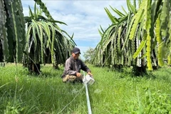 Illustrative image (Photo: VNA)